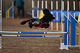 wedstrijd agility friends zondag