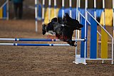 wedstrijd agility friends zondag