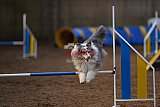 wedstrijd agility friends zondag