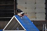 wedstrijd agility friends zondag