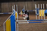 wedstrijd agility friends zondag