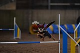 wedstrijd agility friends zondag