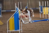 wedstrijd agility friends zondag