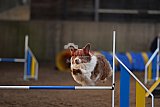 wedstrijd agility friends zondag