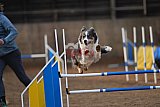 wedstrijd agility friends zondag