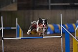 wedstrijd agility friends zondag