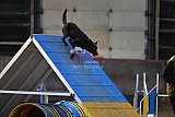 wedstrijd agility friends zondag