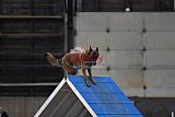 wedstrijd agility friends zondag