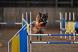wedstrijd agility friends zondag