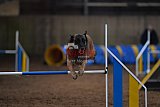 wedstrijd agility friends zondag