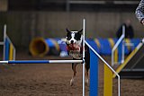 wedstrijd agility friends zondag