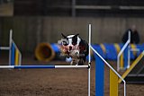wedstrijd agility friends zondag