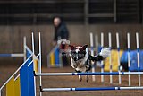 wedstrijd agility friends zondag