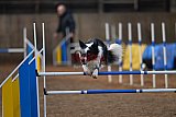 wedstrijd agility friends zondag