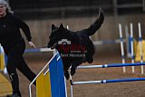 wedstrijd agility friends zondag
