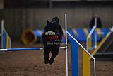 wedstrijd agility friends zondag