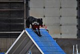 wedstrijd agility friends zondag