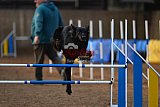 wedstrijd agility friends zondag