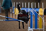 wedstrijd agility friends zondag