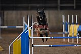 wedstrijd agility friends zondag