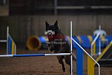 wedstrijd agility friends zondag