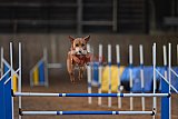 wedstrijd agility friends zondag