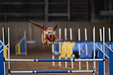 wedstrijd agility friends zondag