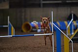 wedstrijd agility friends zondag