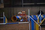 wedstrijd agility friends zondag