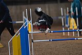 wedstrijd agility friends zondag