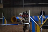 wedstrijd agility friends zondag