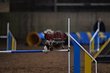 wedstrijd agility friends zondag