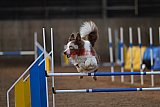 wedstrijd agility friends zondag
