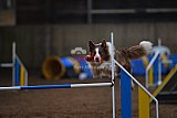 wedstrijd agility friends zondag
