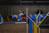 wedstrijd agility friends zondag