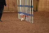 wedstrijd agility friends zondag