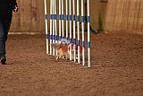 wedstrijd agility friends zondag