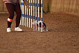 wedstrijd agility friends zondag