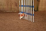 wedstrijd agility friends zondag
