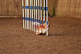 wedstrijd agility friends zondag