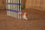 wedstrijd agility friends zondag