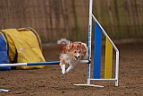 wedstrijd agility friends zondag
