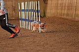 wedstrijd agility friends zondag