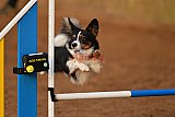 wedstrijd agility friends zondag