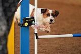 wedstrijd agility friends zondag