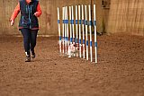 wedstrijd agility friends zondag