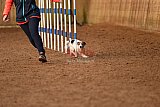wedstrijd agility friends zondag