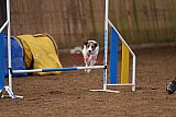 wedstrijd agility friends zondag