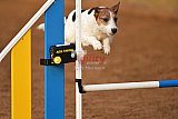wedstrijd agility friends zondag