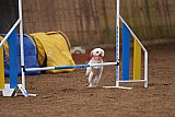 wedstrijd agility friends zondag